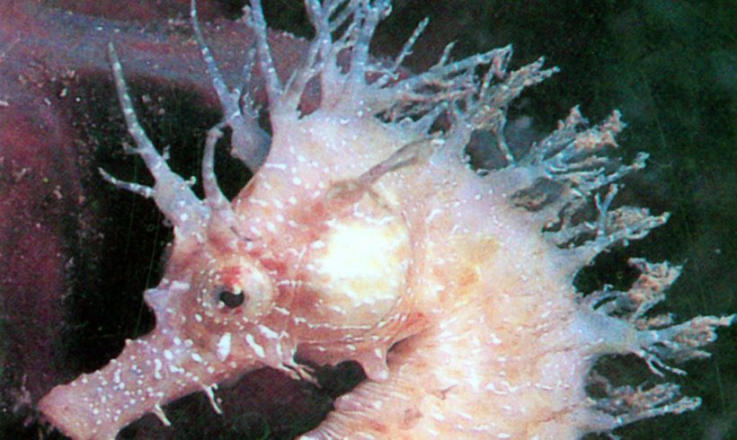 MONASTIRI Diving site