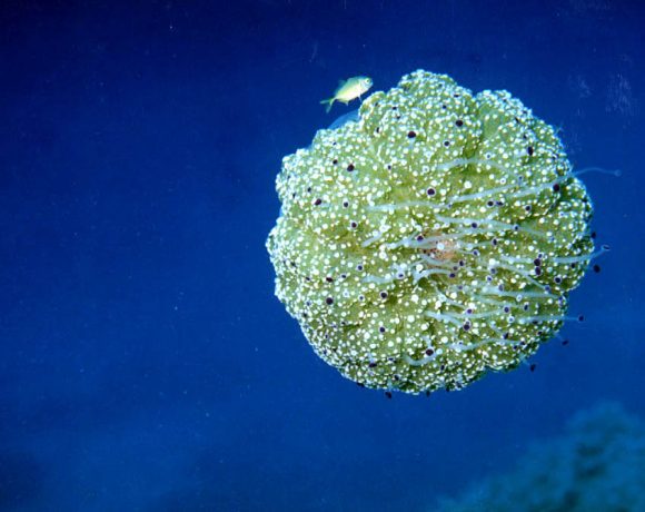 LEMOS Diving site