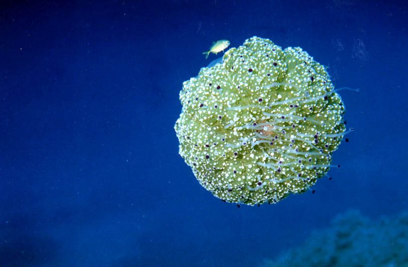 LEMOS Diving site