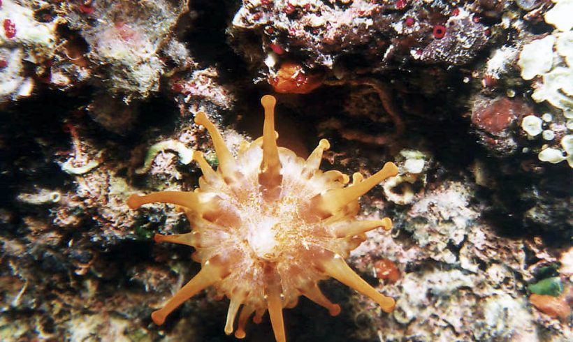 KOUTELO Diving site